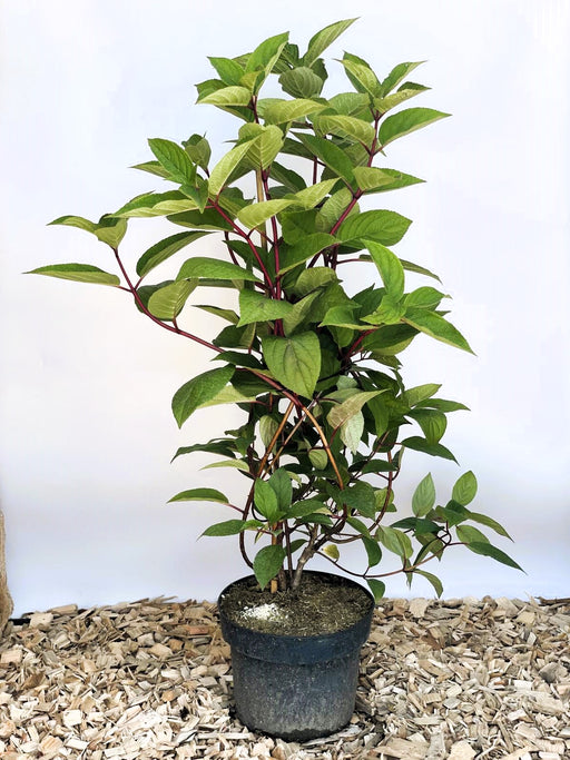 Sternchenstrauch Deutzia Hybrida 'Strawberry Field' mit grünen Blättern und roten Stielen in schwarzem Topf auf Holzmulch.