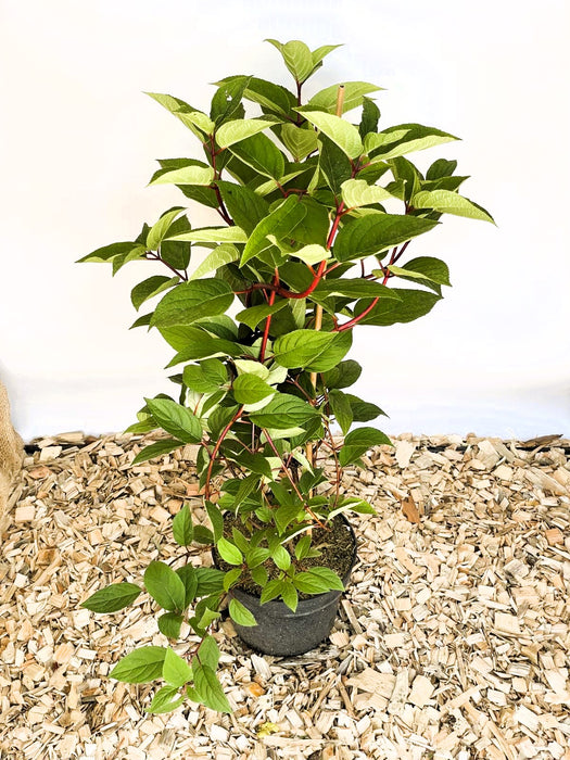 Sternchenstrauch Deutzia Hybrida 'Strawberry Field' mit grünen Blättern und roten Stielen in schwarzem Topf auf Holzspänen.