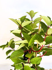 Sternchenstrauch Deutzia Hybrida 'Strawberry Field' mit grünen Blättern und roten Stielen vor hellem Hintergrund.
