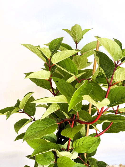 Sternchenstrauch Deutzia Hybrida 'Strawberry Field' mit grünen Blättern und roten Stielen vor hellem Hintergrund.