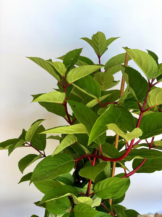 Sternchenstrauch Deutzia Hybrida 'Strawberry Field' mit grünen Blättern und roten Stielen vor hellem Hintergrund.