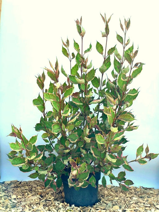 Tatarischer Hartriegel Cornus alba Miracle mit grünen Blättern und cremefarbenen Rändern in schwarzem Topf vor blauem Hintergrund.