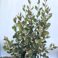 Tatarischer Hartriegel Cornus alba Miracle mit grünen Blättern und cremefarbenen Rändern in schwarzem Topf vor blauem Hintergrund.