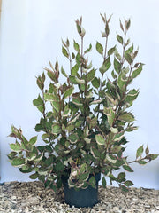 Tatarischer Hartriegel Cornus alba Miracle mit grünen Blättern und cremefarbenen Rändern in schwarzem Topf vor blauem Hintergrund.