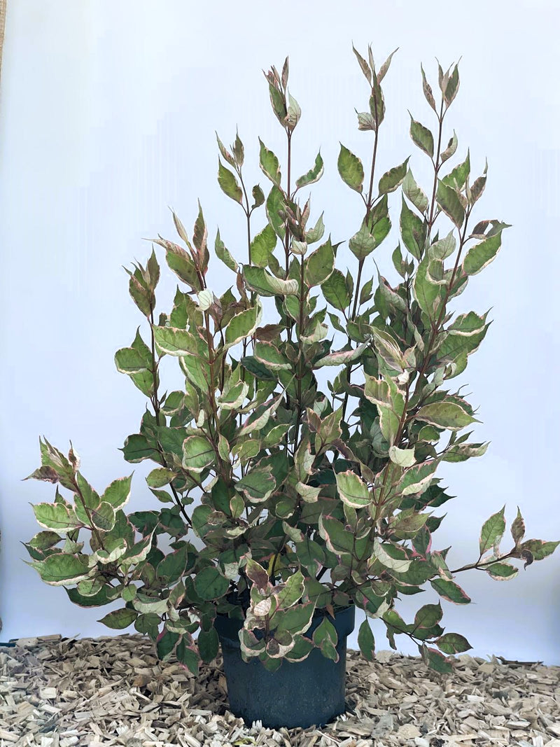 Tatarischer Hartriegel Cornus alba Miracle mit grünen Blättern und cremefarbenen Rändern in schwarzem Topf vor blauem Hintergrund.