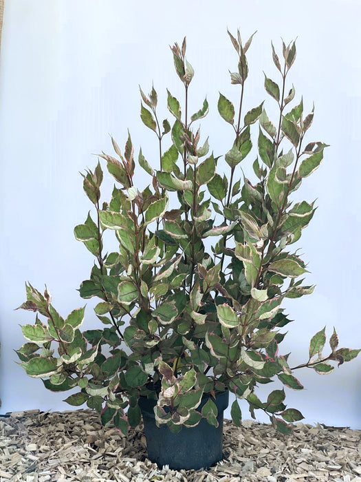 Tatarischer Hartriegel Cornus alba Miracle mit grünen Blättern und cremefarbenen Rändern in schwarzem Topf vor blauem Hintergrund.