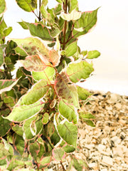 Tatarischer Hartriegel Cornus alba Miracle mit grünen Blättern, rosa Rand und roten Blattadern vor Holzspänen.