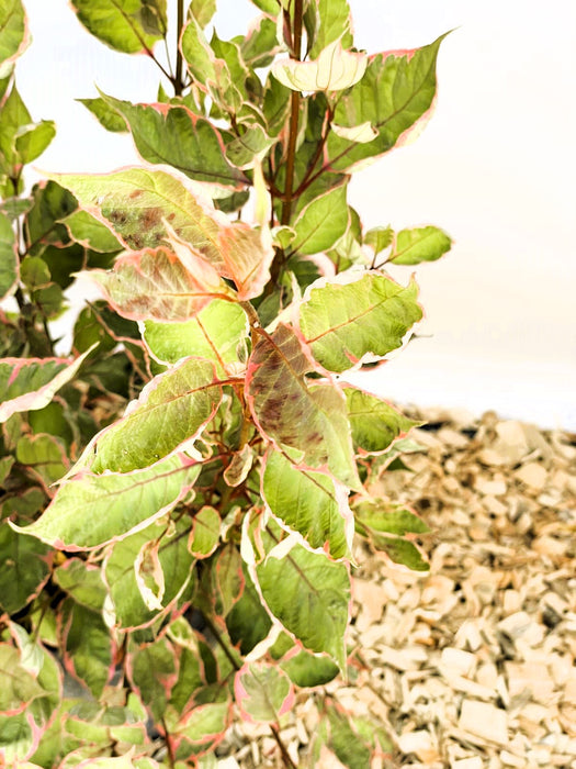 Tatarischer Hartriegel Cornus alba Miracle mit grünen Blättern, rosa Rand und roten Blattadern vor Holzspänen.