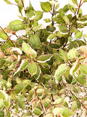 Tatarischer Hartriegel Cornus alba Miracle mit grünen Blättern, weißen Rändern und roten Blattadern vor hellem Hintergrund.