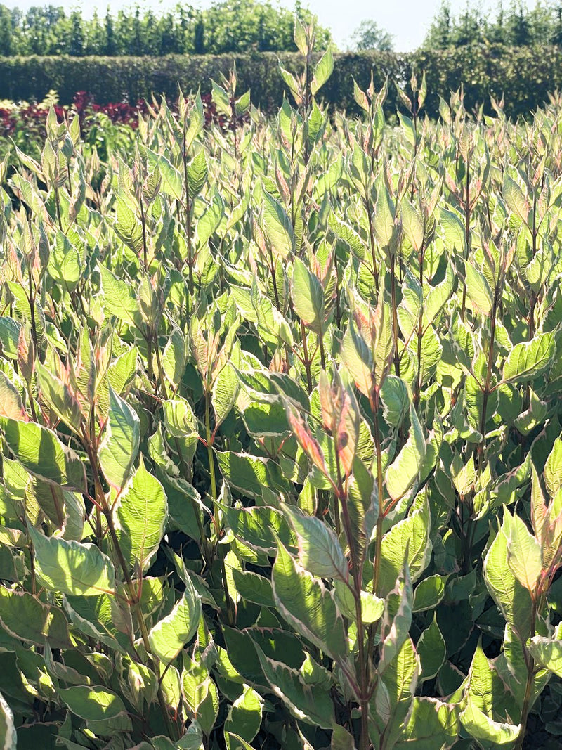 Tatarischer Hartriegel Cornus alba Miracle mit grünen Blättern und roten Stielen im Sonnenlicht, aufgenommen aus Nahaufnahme.
