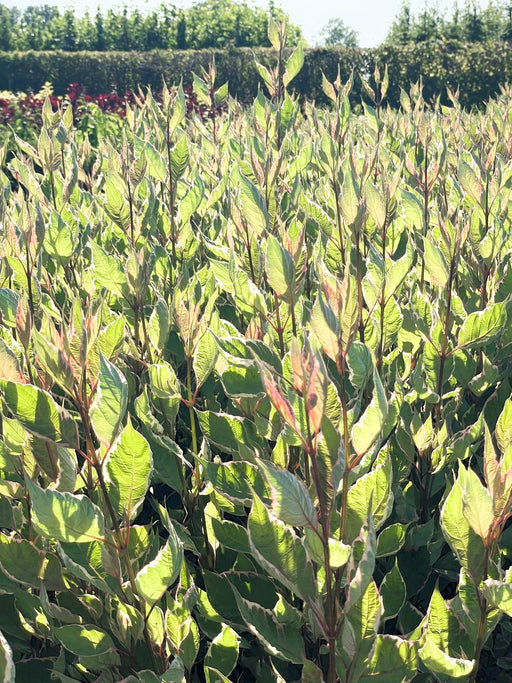 Tatarischer Hartriegel Cornus alba Miracle mit grünen Blättern und roten Stielen im Sonnenlicht, aufgenommen aus Nahaufnahme.