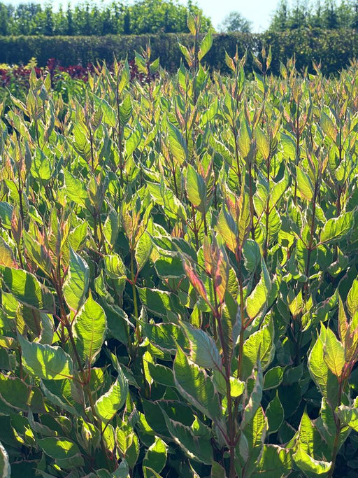 Tatarischer Hartriegel Cornus alba Miracle mit grünen Blättern und roten Stielen im Sonnenlicht, aufgenommen aus Nahaufnahme.
