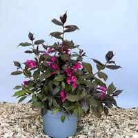 Weigela Florida Minor Black mit dunkelroten Blättern und pinken Blüten in grauem Topf auf Holzspänen vor blauem Hintergrund.