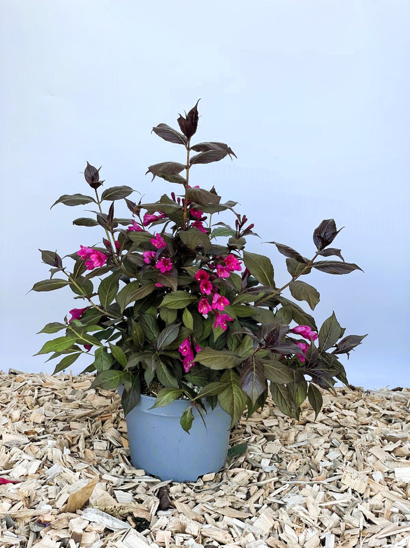 Weigela Florida Minor Black mit dunkelroten Blättern und pinken Blüten in grauem Topf auf Holzspänen vor blauem Hintergrund.