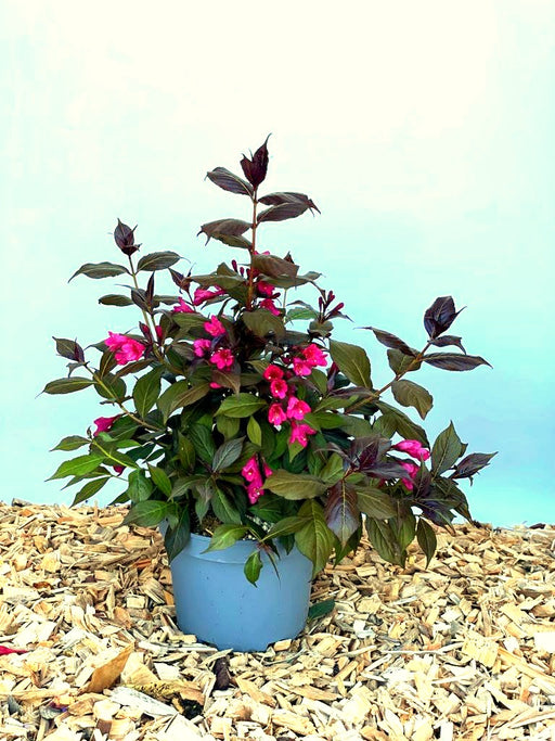 Weigela Florida Minor Black mit dunkelroten Blättern und pinken Blüten in grauem Topf auf Holzspänen vor blauem Hintergrund.