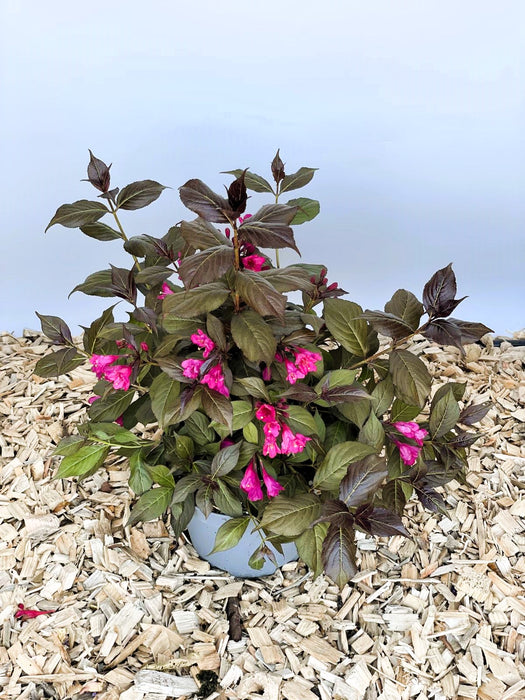 Weigela Florida Minor Black mit dunkelroten Blättern und leuchtend pinken Blüten in einem Topf auf Holzspänen.