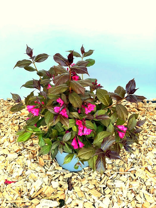 Weigela Florida Minor Black mit dunkelroten Blättern und leuchtend pinken Blüten in einem Topf auf Holzspänen.