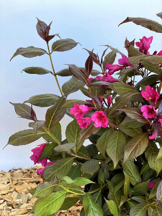 Weigela Florida Minor Black mit dunkelgrünen Blättern und leuchtend pinken Blüten vor hellem Himmel und Holzmulch.