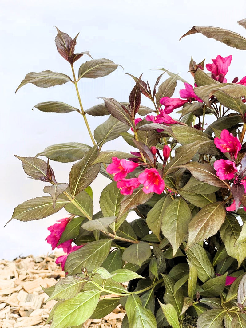 Weigela Florida Minor Black mit dunkelgrünen Blättern und leuchtend pinken Blüten vor hellem Himmel und Holzmulch.