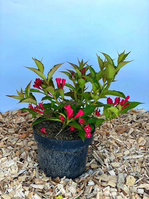 Weigelie All Summer Red mit roten Blüten und grünen Blättern in schwarzem Topf auf Holzspänen vor blauem Hintergrund.