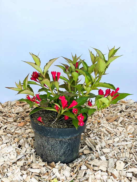 Weigelie All Summer Red mit roten Blüten und grünen Blättern in schwarzem Topf auf Holzspänen vor blauem Hintergrund.