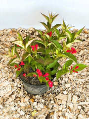 Weigelie All Summer Red mit roten Blüten und grünen Blättern in schwarzem Topf auf Holzspänen.