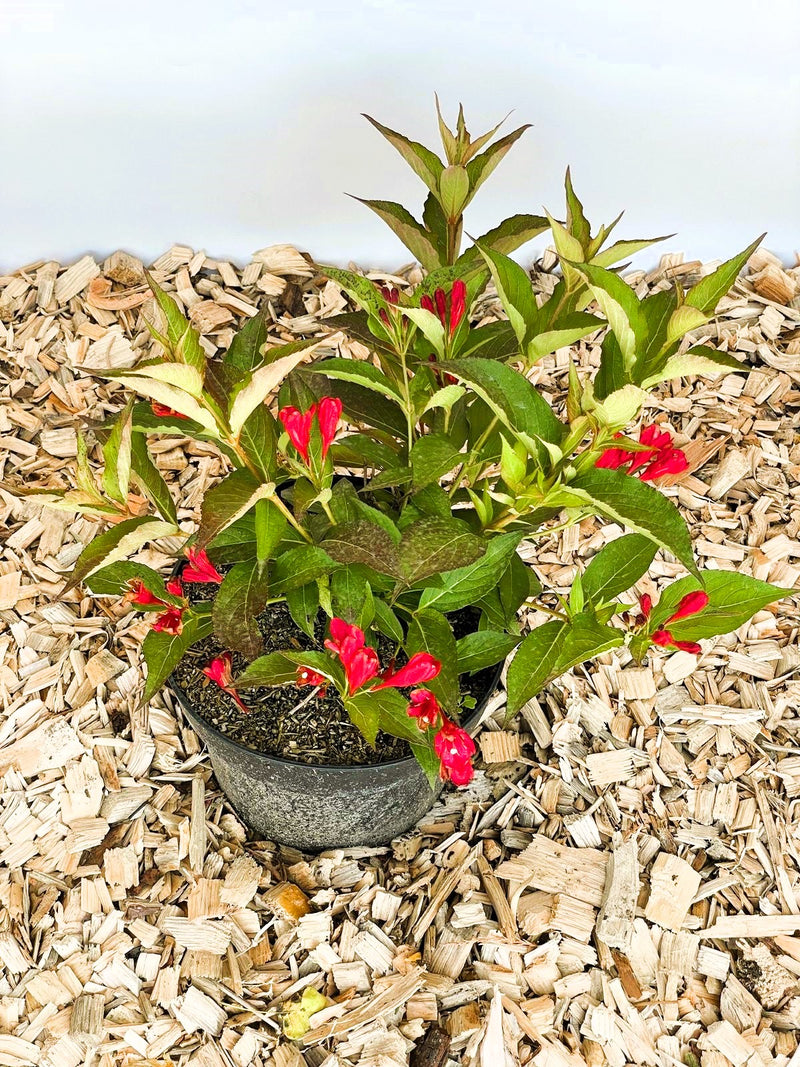Weigelie All Summer Red mit roten Blüten und grünen Blättern in schwarzem Topf auf Holzspänen.