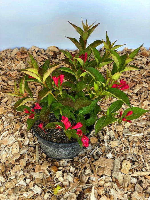 Weigelie All Summer Red mit roten Blüten und grünen Blättern in schwarzem Topf auf Holzspänen.