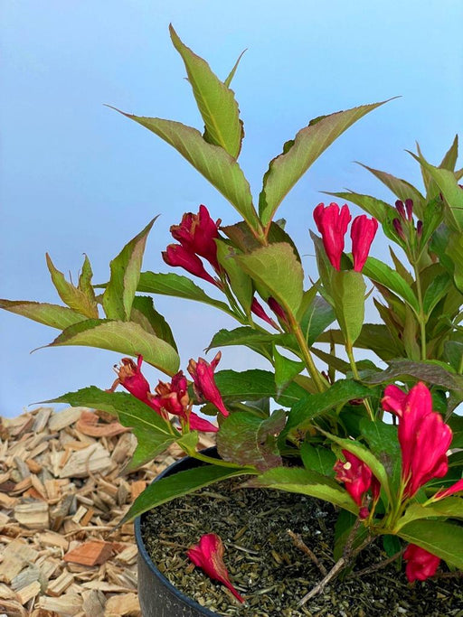 Weigelie All Summer Red mit roten, röhrenförmigen Blüten und grünen Blättern in einem Topf vor hellem Hintergrund.