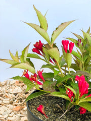 Weigelie All Summer Red mit roten, röhrenförmigen Blüten und grünen Blättern in einem Topf vor hellem Hintergrund.