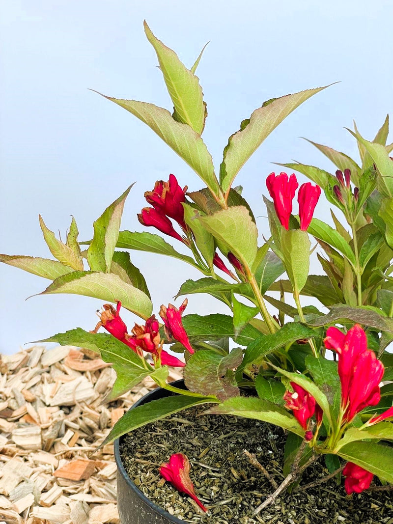 Weigelie All Summer Red mit roten, röhrenförmigen Blüten und grünen Blättern in einem Topf vor hellem Hintergrund.