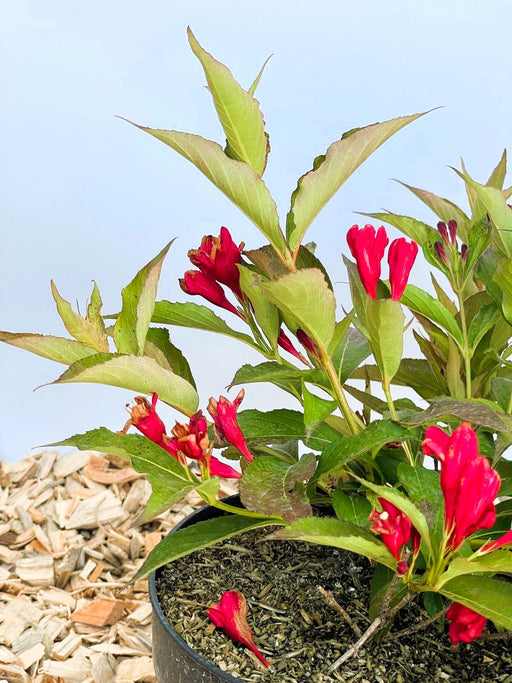 Weigelie All Summer Red mit roten, röhrenförmigen Blüten und grünen Blättern in einem Topf vor hellem Hintergrund.