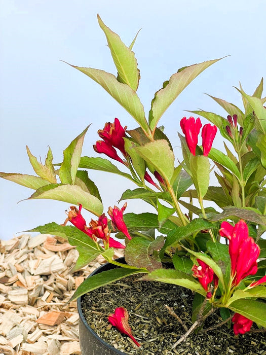 Weigelie All Summer Red mit roten, röhrenförmigen Blüten und grünen Blättern in einem Topf vor hellem Hintergrund.