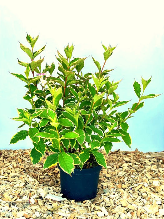 Weigelie Weigela Florida Nana mit grün-gelb gesprenkelten Blättern und einzelnen weißen Blüten in schwarzem Topf auf Holzspänen.