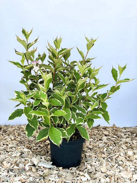 Weigelie Weigela Florida Nana mit grün-gelb gesprenkelten Blättern und einzelnen weißen Blüten in schwarzem Topf auf Holzspänen.