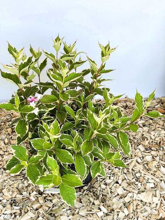 Weigelie Weigela Florida Nana mit grün-weiß gesprenkelten Blättern und vereinzelten rosa-weißen Blüten vor hellem Hintergrund.