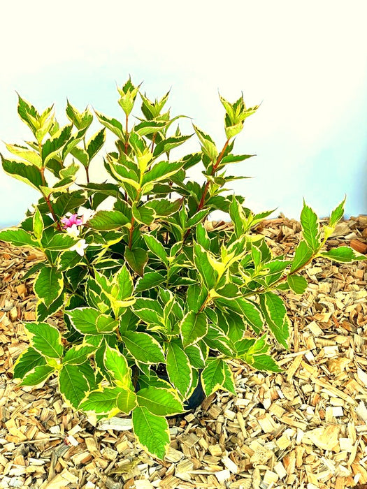 Weigelie Weigela Florida Nana mit grün-weiß gesprenkelten Blättern und vereinzelten rosa-weißen Blüten vor hellem Hintergrund.