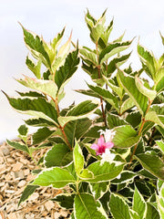 Weigelie Weigela Florida Nana mit grün-gelb gesprenkelten Blättern und einzelnen rosa-weißen Blüten vor hellem Hintergrund.