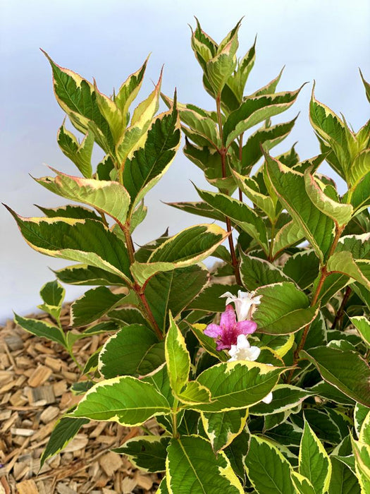 Weigelie Weigela Florida Nana mit grün-gelb gesprenkelten Blättern und einzelnen rosa-weißen Blüten vor hellem Hintergrund.