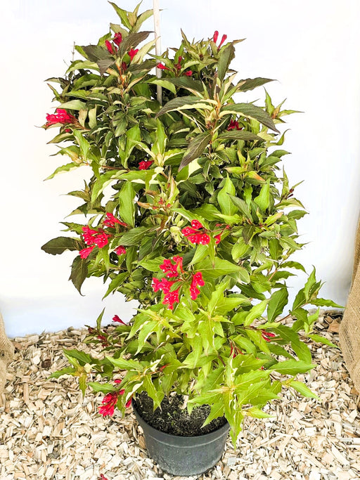 Weigelie Weigela Red Prince mit dunkelgrünen Blättern und roten Blüten in schwarzem Topf vor weißem Hintergrund.