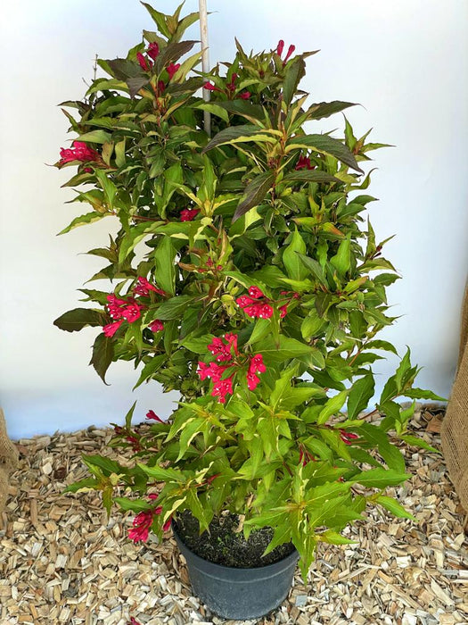 Weigelie Weigela Red Prince mit dunkelgrünen Blättern und roten Blüten in schwarzem Topf vor weißem Hintergrund.