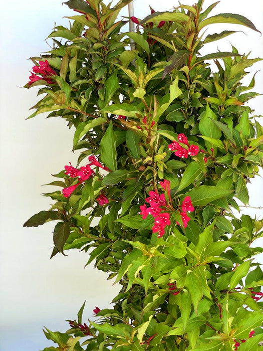 Weigelie Weigela Red Prince mit grünen Blättern und leuchtend roten Blüten vor hellem Hintergrund.