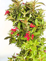 Weigelie Weigela Red Prince mit grünen Blättern und leuchtend roten Blüten vor hellem Hintergrund.