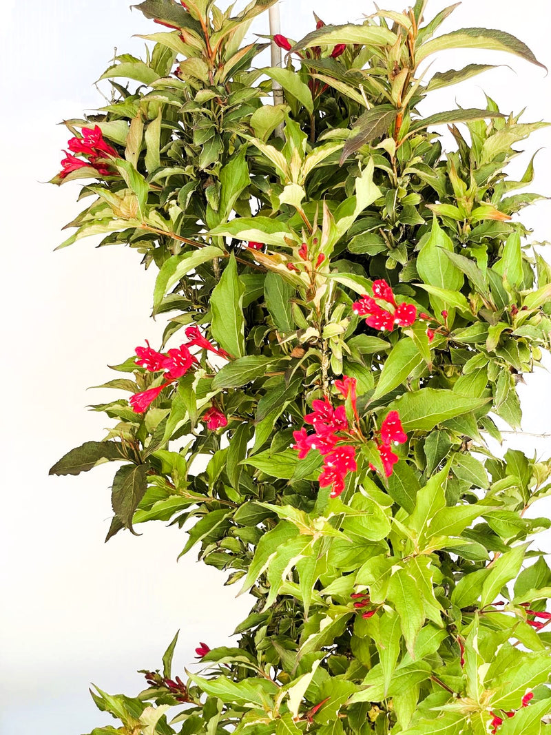 Weigelie Weigela Red Prince mit grünen Blättern und leuchtend roten Blüten vor hellem Hintergrund.