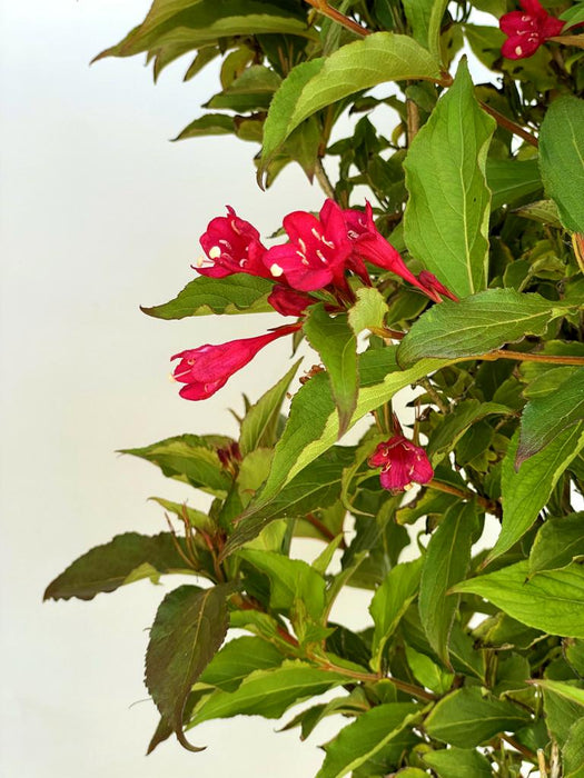 Weigelie Weigela Red Prince mit leuchtend roten, röhrenförmigen Blüten und grünen Blättern vor hellem Hintergrund.