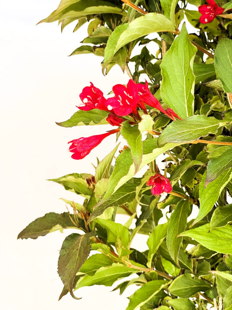 Weigelie Weigela Red Prince mit leuchtend roten, röhrenförmigen Blüten und grünen Blättern vor hellem Hintergrund.