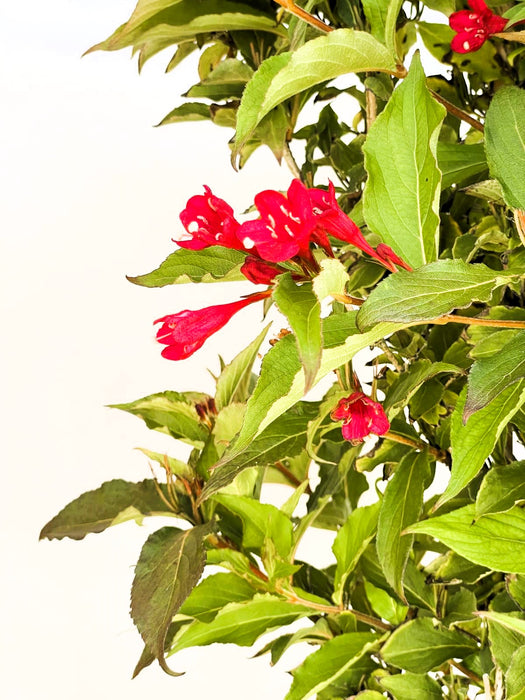 Weigelie Weigela Red Prince mit leuchtend roten, röhrenförmigen Blüten und grünen Blättern vor hellem Hintergrund.