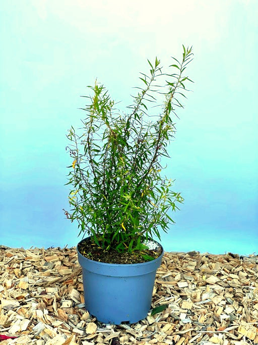 Weiße Rispenspiere Spiraea Cinerea Greifsheim mit grünen schmalen Blättern in grauem Topf vor blauem Hintergrund.