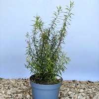 Weiße Rispenspiere Spiraea Cinerea Greifsheim mit grünen schmalen Blättern in grauem Topf vor blauem Hintergrund.
