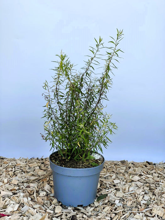 Weiße Rispenspiere Spiraea Cinerea Greifsheim mit grünen schmalen Blättern in grauem Topf vor blauem Hintergrund.